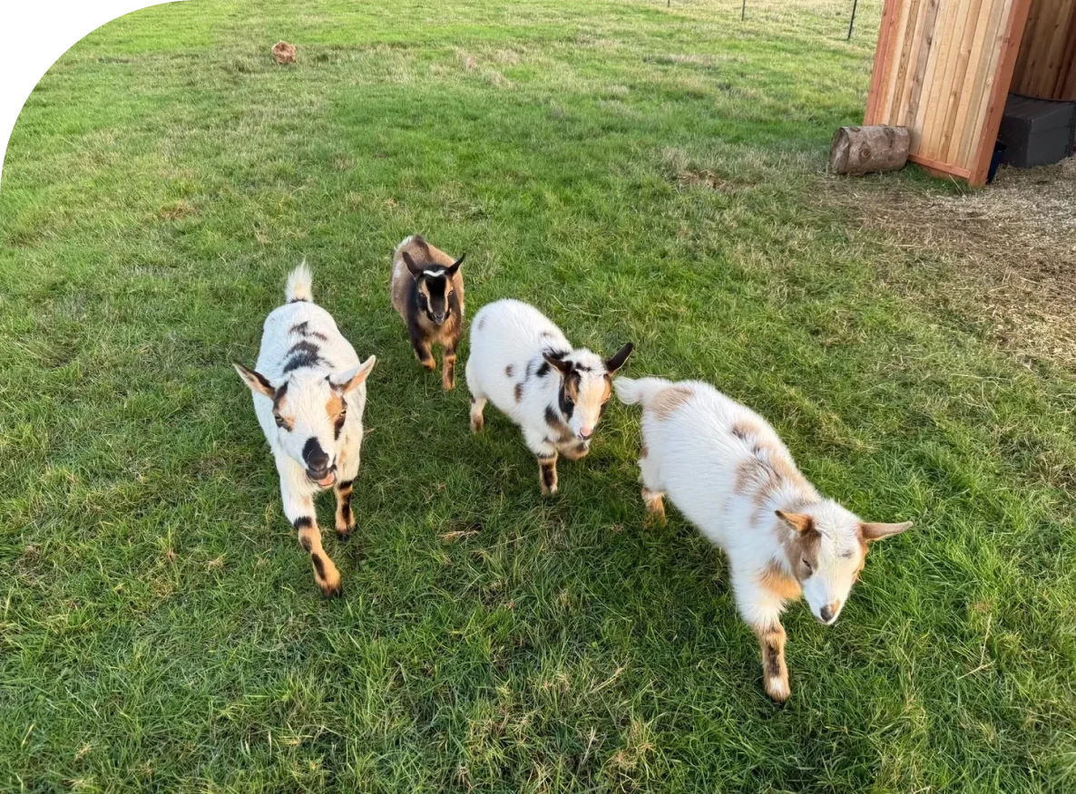 Four goats walking on green grass