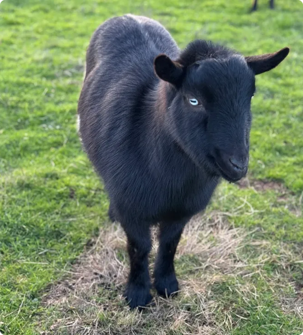 Oreo