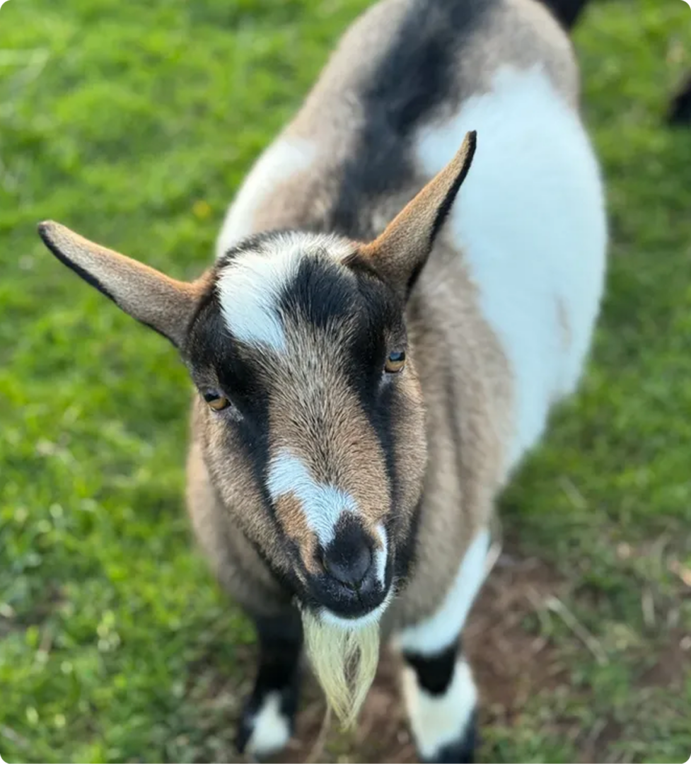 Snickers