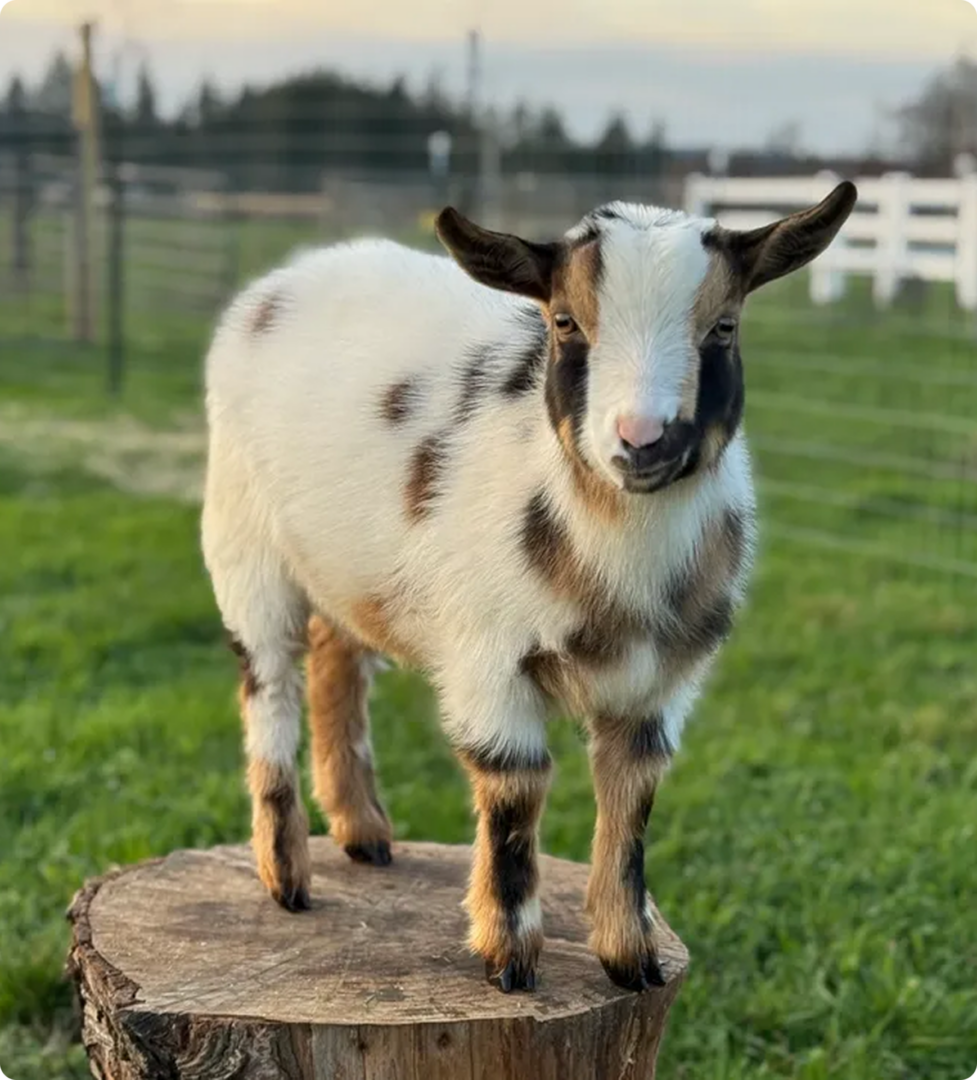 Huckleberry