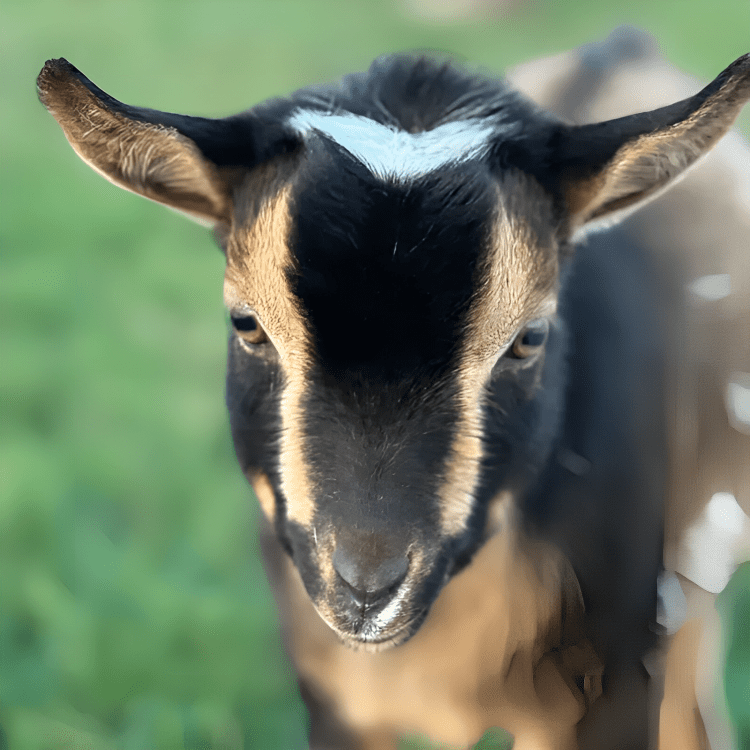 Brown and black goat in a field